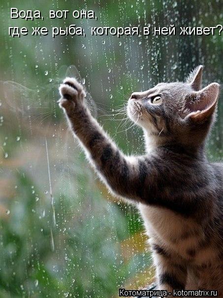 Вода, вот она, где же рыба, которая в ней живет?... Котоматрица: Вода, вот она, где же рыба, которая в ней живет?
