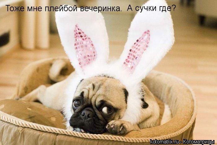 Тоже мне плейбой вечеринка. А сучки где?... Котоматрица: Тоже мне плейбой вечеринка. А сучки где?