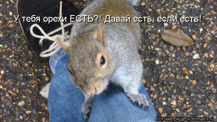 У тебя орехи ЕСТЬ?! Давай есть, если есть!... Котоматрица: У тебя орехи ЕСТЬ?! Давай есть, если есть!