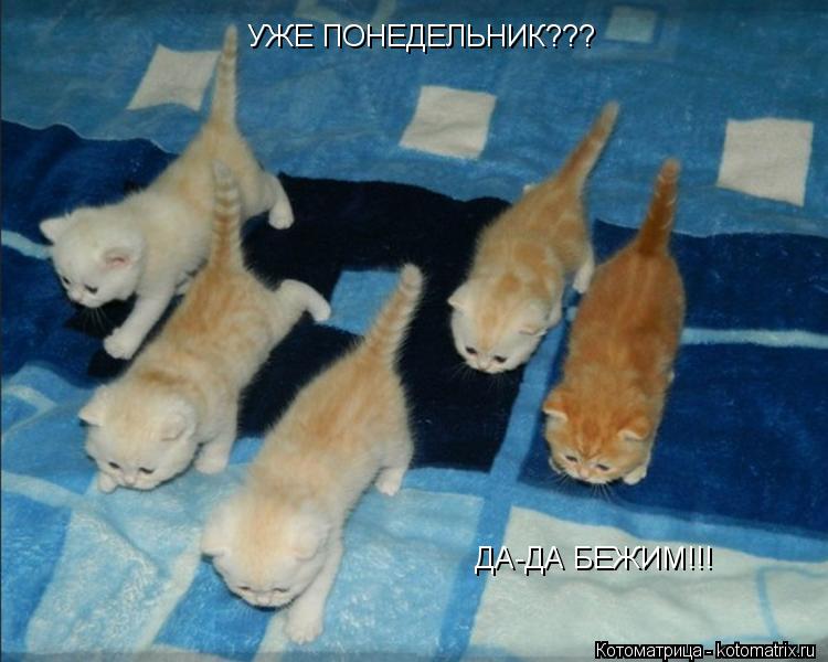 УЖЕ ПОНЕДЕЛЬНИК??? ДА-ДА БЕЖИМ!!!... Котоматрица: УЖЕ ПОНЕДЕЛЬНИК??? ДА-ДА БЕЖИМ!!!
