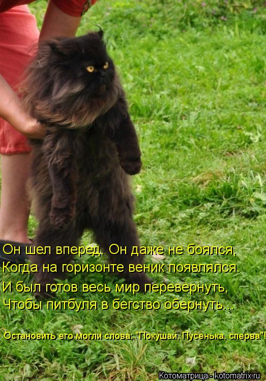 Котоматрица: Он шел вперед. Он даже не боялся, Когда на горизонте веник появлялся. И был готов весь мир перевернуть, Чтобы питбуля в бегство обернуть... Ос