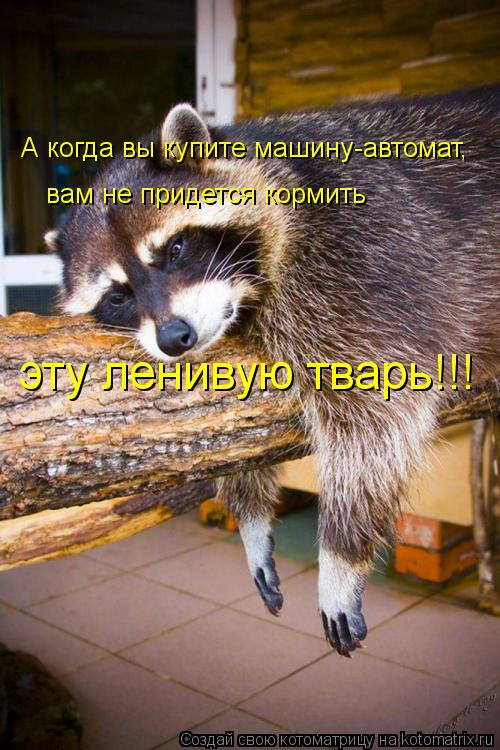 А когда вы купите машину-автомат, вам не придется кормить эту ленивую тварь!!!... Котоматрица: А когда вы купите машину-автомат, вам не придется кормить эту ленивую тварь!!!