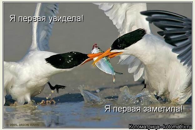 Я первая увидела! Я первая заметила!... Котоматрица: Я первая увидела! Я первая заметила!