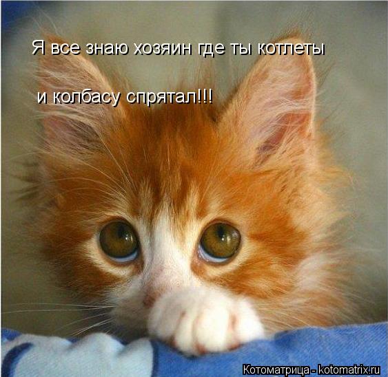 Я все знаю хозяин где ты котлеты и колбасу спрятал!!!... Котоматрица: Я все знаю хозяин где ты котлеты и колбасу спрятал!!!