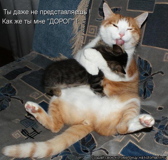 Ты даже не представляешь ! Как же ты мне "ДОРОГ" !... Котоматрица: Ты даже не представляешь ! Как же ты мне "ДОРОГ" !