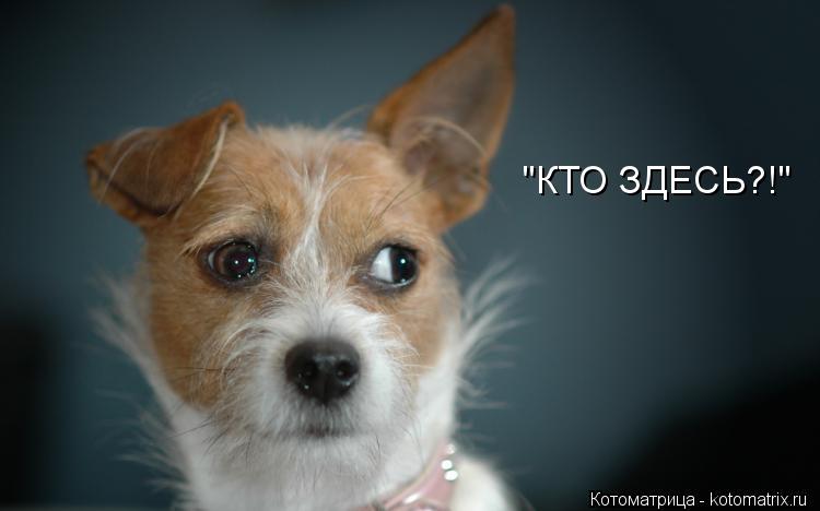 "КТО ЗДЕСЬ?!"... Котоматрица: "КТО ЗДЕСЬ?!"