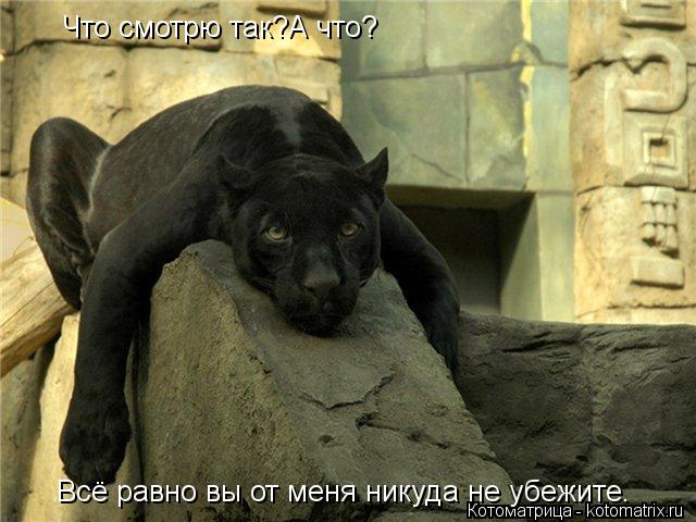 Что смотрю так?А что? Всё равно вы от меня никуда не убежите.... Котоматрица: Что смотрю так?А что? Всё равно вы от меня никуда не убежите.