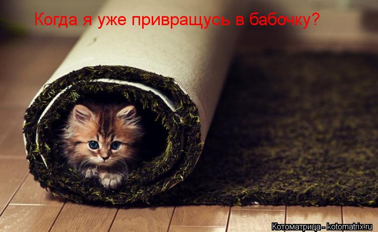Когда я уже привращусь в бабочку?... Котоматрица: Когда я уже привращусь в бабочку?