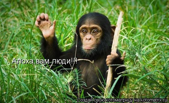 Алоха,вам люди!!!... Котоматрица: Алоха,вам люди!!!