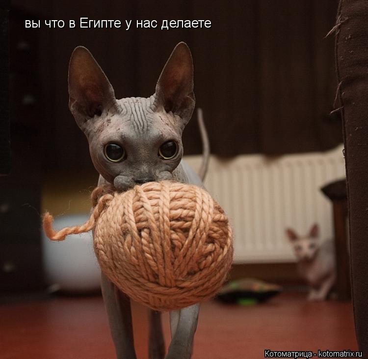 вы что в Египте у нас делаете... Котоматрица: вы что в Египте у нас делаете