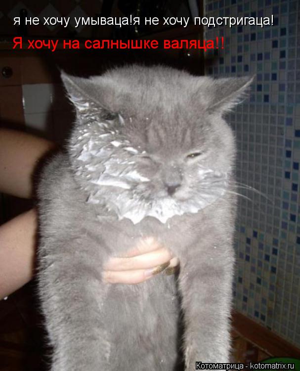 я не хочу умываца!я не хочу подстригаца! Я хочу на салнышке валяца!!... Котоматрица: я не хочу умываца!я не хочу подстригаца! Я хочу на салнышке валяца!!