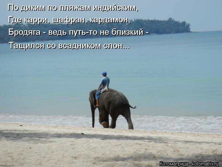 По диким по пляжам индийским, Где карри, шафран, кардамон, Бродяга - ведь путь-то не близкий - Тащилс... Котоматрица: По диким по пляжам индийским, Где карри, шафран, кардамон, Бродяга - ведь путь-то не близкий - Тащился со всадником слон...