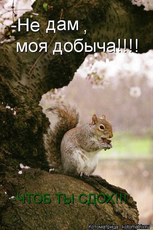 дам , моя добыча!!!! -ЧТОБ ТЫ СДОХ!!! -Не... Котоматрица: дам , моя добыча!!!! -ЧТОБ ТЫ СДОХ!!! -Не