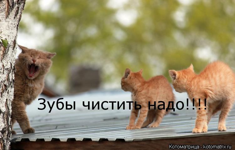 Зубы чистить надо!!!!... Котоматрица: Зубы чистить надо!!!!