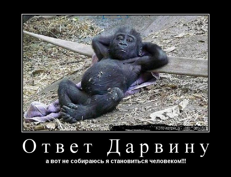 Ответ Дарвину а вот не собираюсь я становиться человеком!!!... Котоматрица: Ответ Дарвину а вот не собираюсь я становиться человеком!!!