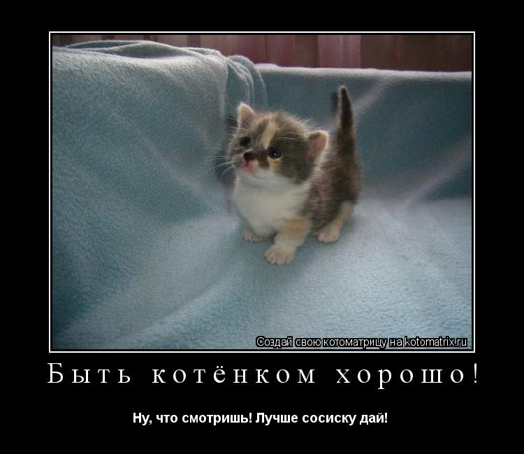 Быть котёнком хорошо! Ну, что смотришь! Лучше сосиску дай! ... Котоматрица: Быть котёнком хорошо! Ну, что смотришь! Лучше сосиску дай!
