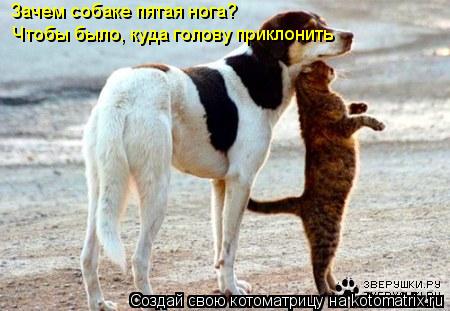Котоматрица: Зачем собаке пятая нога? Чтобы было, куда голову приклонить