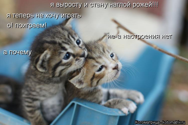 о! поиграем! не-а настроения нет а почему я выросту и стану наглой рожей!!! я теперь не хочу играть... Котоматрица: о! поиграем! не-а настроения нет а почему я выросту и стану наглой рожей!!! я теперь не хочу играть