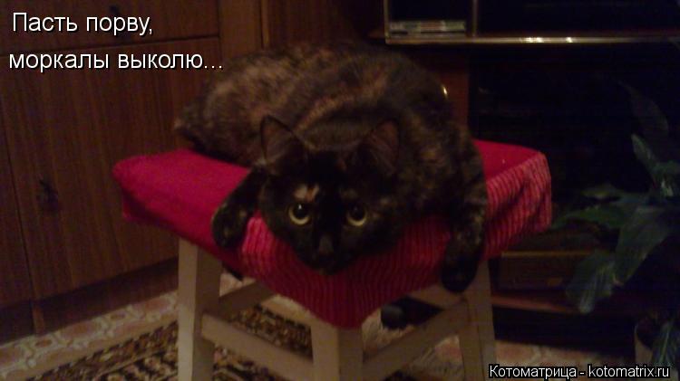 Пасть порву, Пасть порву, моркалы выколю...... Котоматрица: Пасть порву, Пасть порву, моркалы выколю...