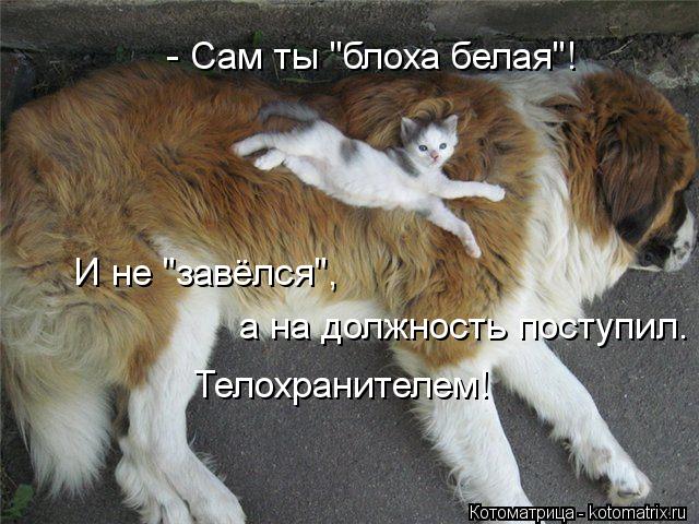 а на должность поступил. Телохранителем! И не "завёлся", - Сам ты "блоха белая"!... Котоматрица: а на должность поступил. Телохранителем! И не "завёлся", - Сам ты "блоха белая"!