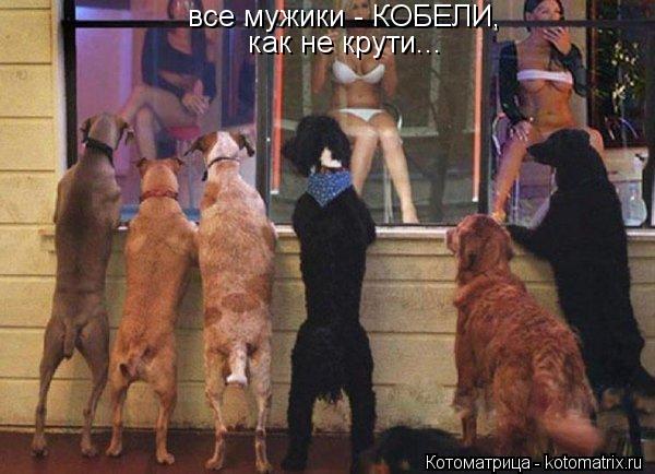 все мужики - КОБЕЛИ, как не крути...... Котоматрица: все мужики - КОБЕЛИ, как не крути...