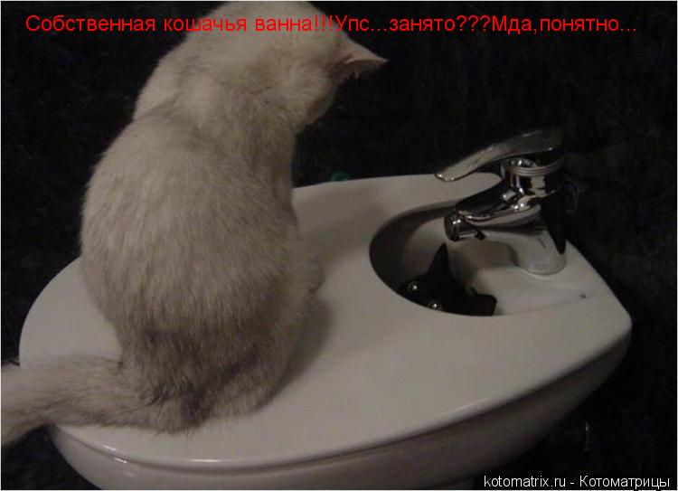 Собственная кошачья ванна!!!Упс...занято???Мда,понятно...... Котоматрица: Собственная кошачья ванна!!!Упс...занято???Мда,понятно...