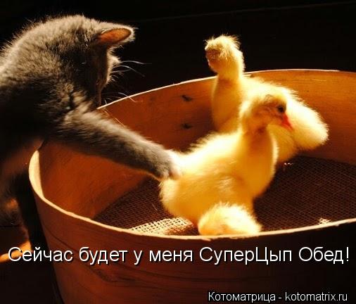 Сейчас будет у меня СуперЦып Обед!... Котоматрица: Сейчас будет у меня СуперЦып Обед!