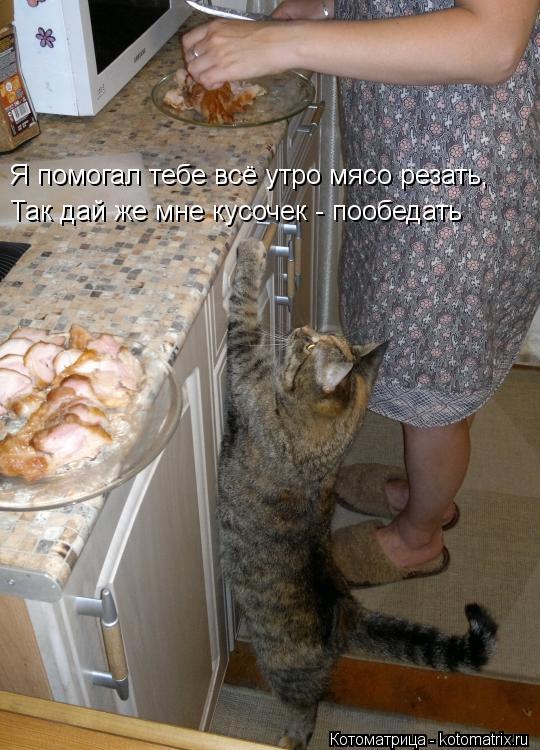 Я помогал тебе всё утро мясо резать, Так дай же мне кусочек - пообедать... Котоматрица: Я помогал тебе всё утро мясо резать, Так дай же мне кусочек - пообедать
