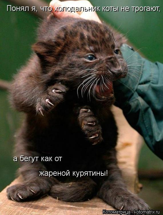 Понял я, что холодальник коты не трогают, а бегут как от жареной курятины!... Котоматрица: Понял я, что холодальник коты не трогают, а бегут как от жареной курятины!