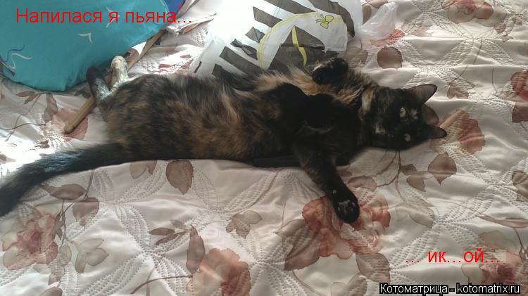 Напилася я пьяна... ... ик...ой...... Котоматрица: Напилася я пьяна... ... ик...ой...