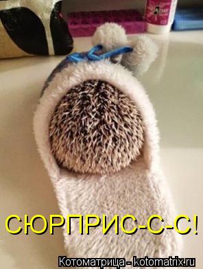 СЮРПРИС-С-С!... Котоматрица: СЮРПРИС-С-С!