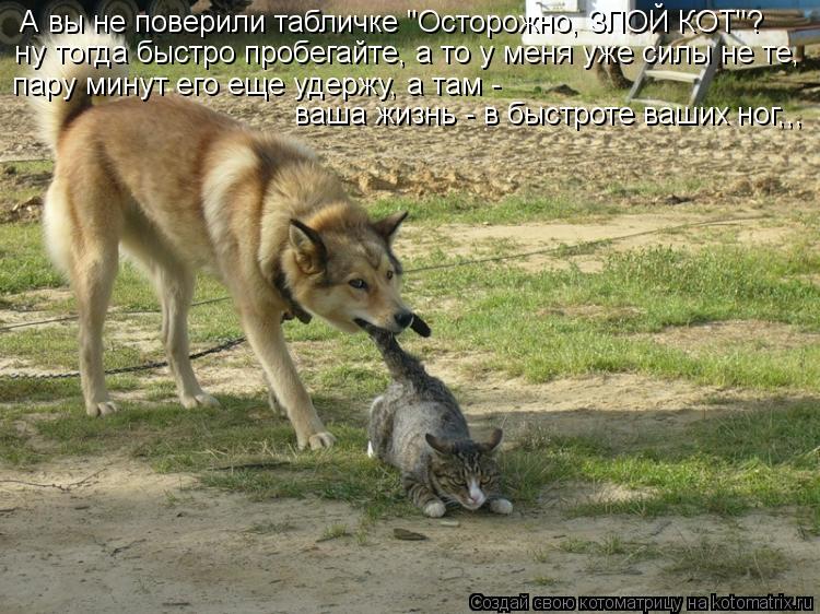 А вы не поверили табличке "Осторожно, ЗЛОЙ КОТ"? ну тогда быстро пробегайте, а то у меня уже силы не ... Котоматрица: А вы не поверили табличке "Осторожно, ЗЛОЙ КОТ"? ну тогда быстро пробегайте, а то у меня уже силы не те, пару минут его еще удержу, а там - ваша