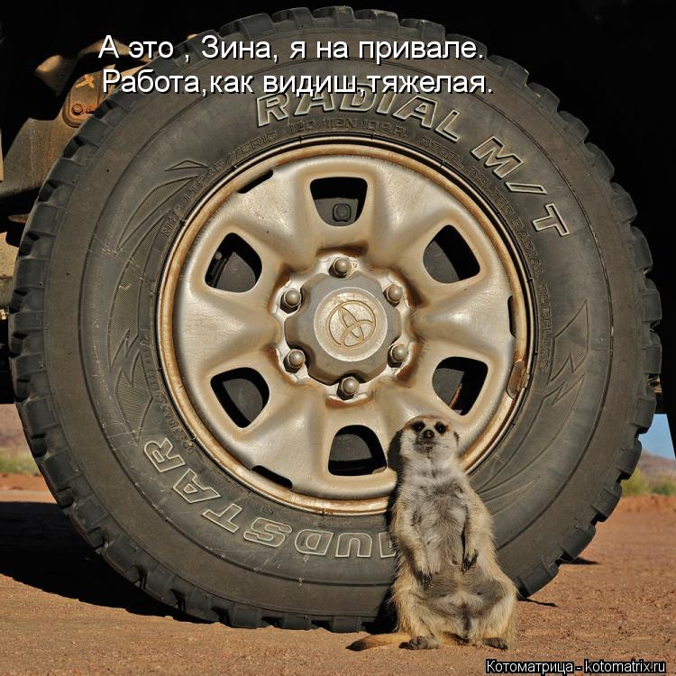 А это , Зина, я на привале. Работа,как видиш,тяжелая.... Котоматрица: А это , Зина, я на привале. Работа,как видиш,тяжелая.