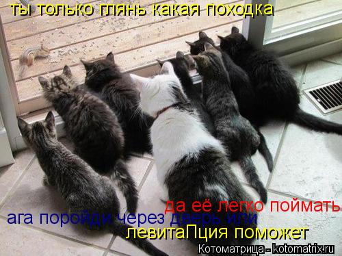 ты только глянь какая походка да её легко поймать ага поройди через дверь или левитаПция поможет... Котоматрица: ты только глянь какая походка да её легко поймать ага поройди через дверь или левитаПция поможет