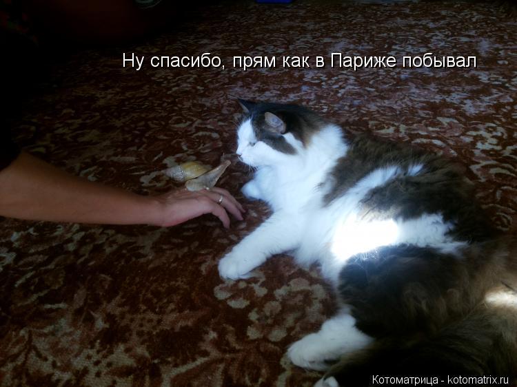 Ну спасибо, прям как в Париже побывал... Котоматрица: Ну спасибо, прям как в Париже побывал