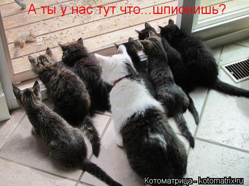 А ты у нас тут что...шпионишь?... Котоматрица: А ты у нас тут что...шпионишь?