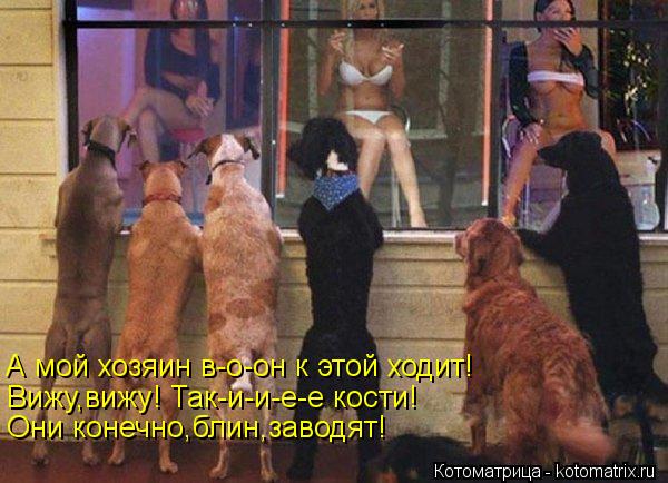 А мой хозяин в-о-он к этой ходит! Вижу,вижу! Так-и-и-е-е кости! Они конечно,блин,заводят!... Котоматрица: А мой хозяин в-о-он к этой ходит! Вижу,вижу! Так-и-и-е-е кости! Они конечно,блин,заводят!