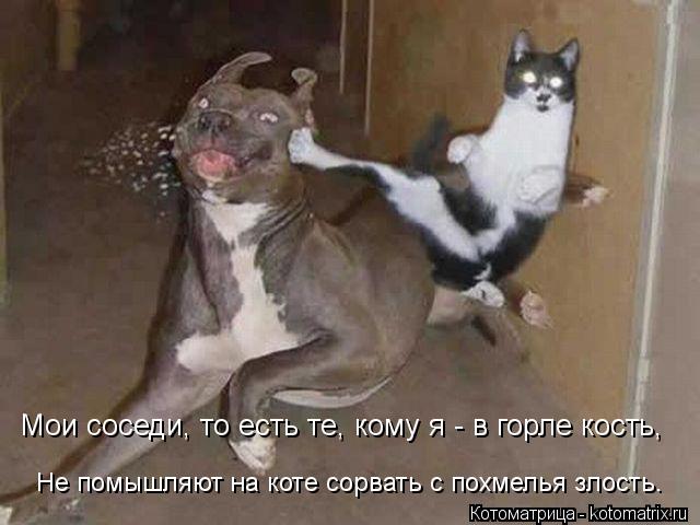 Мои соседи, то есть те, кому я - в горле кость, Не помышляют на коте сорвать с похмелья злость.... Котоматрица: Мои соседи, то есть те, кому я - в горле кость, Не помышляют на коте сорвать с похмелья злость.