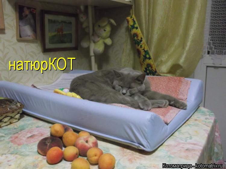 натюрКОТ... Котоматрица: натюрКОТ