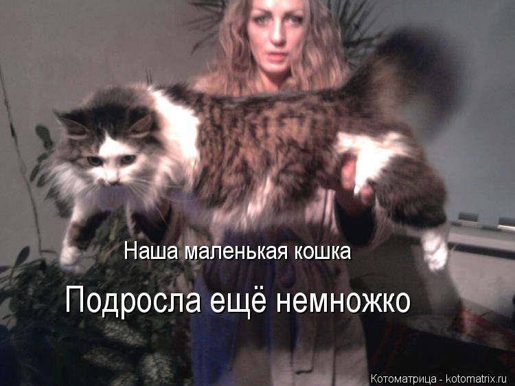 Наша маленькая кошка Подросла ещё немножко... Котоматрица: Наша маленькая кошка Подросла ещё немножко