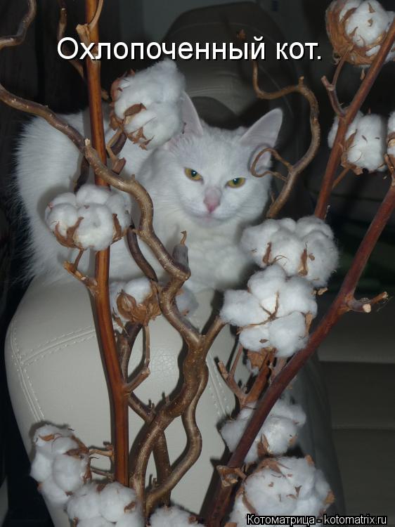 Охлопоченный кот.... Котоматрица: Охлопоченный кот.