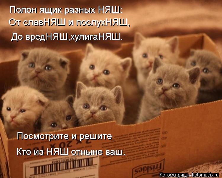 Котоматрица: От славНЯШ и послухНЯШ, Полон ящик разных НЯШ: До вредНЯШ,хулигаНЯШ. Посмотрите и решите Кто из НЯШ отныне ваш.