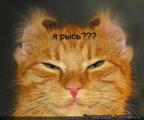 я рысь???... Котоматрица: я рысь???