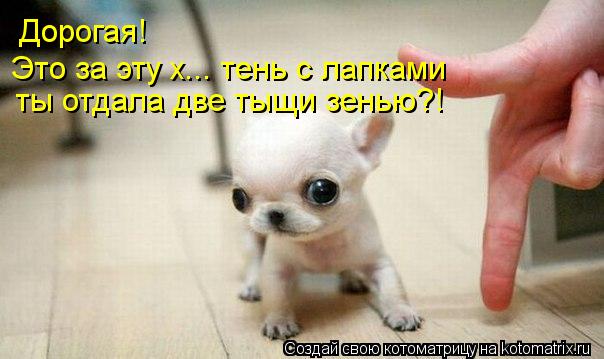 Дорогая! Это за эту х... тень с лапками ты отдала две тыщи зенью?!... Котоматрица: Дорогая! Это за эту х... тень с лапками ты отдала две тыщи зенью?!