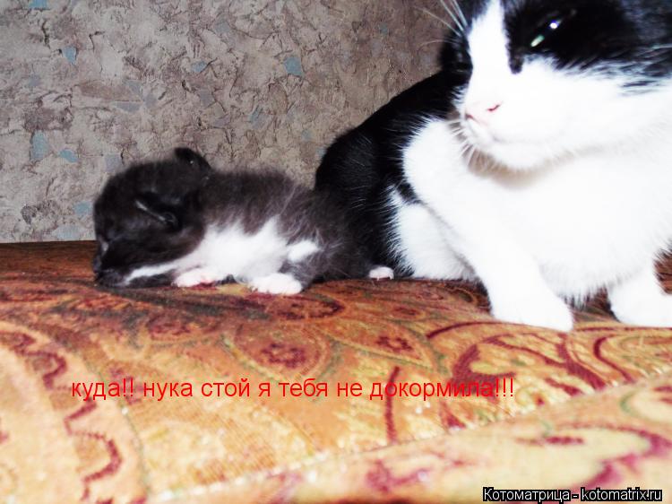куда!! нука стой я тебя не докормила!!!... Котоматрица: куда!! нука стой я тебя не докормила!!!