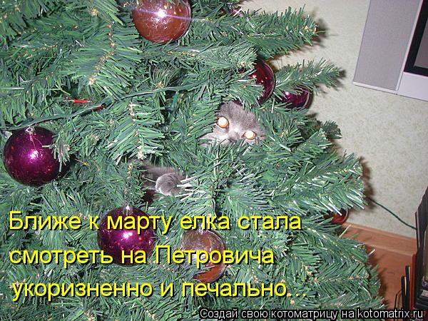 Ближе к марту елка стала смотреть на Петровича укоризненно и печально...... Котоматрица: Ближе к марту елка стала смотреть на Петровича укоризненно и печально...