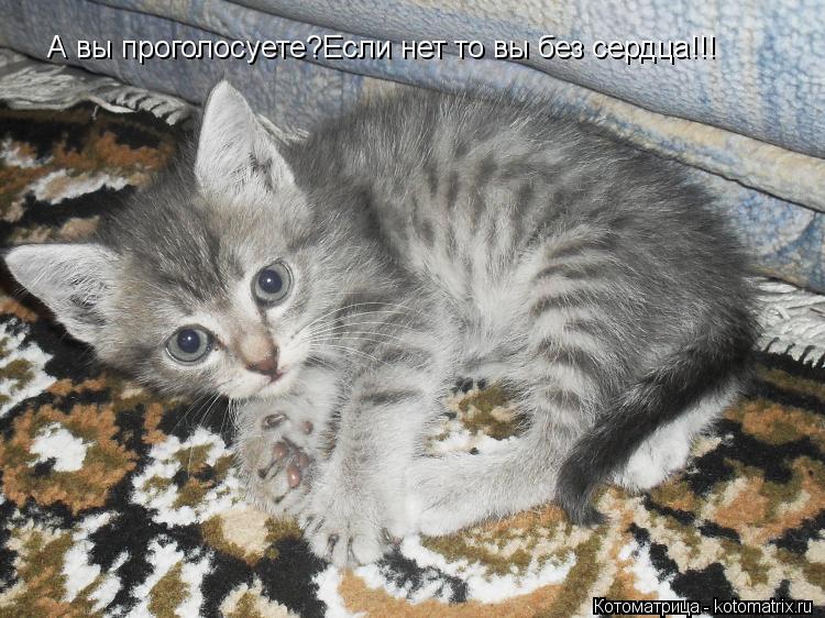 А вы проголосуете?Если нет то вы без сердца!!!... Котоматрица: А вы проголосуете?Если нет то вы без сердца!!!