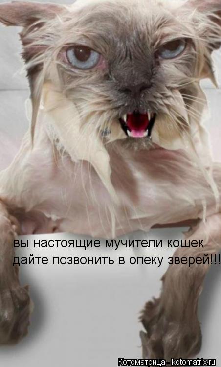 вы настоящие мучители кошек дайте позвонить в опеку зверей!!!!!!!!... Котоматрица: вы настоящие мучители кошек дайте позвонить в опеку зверей!!!!!!!!