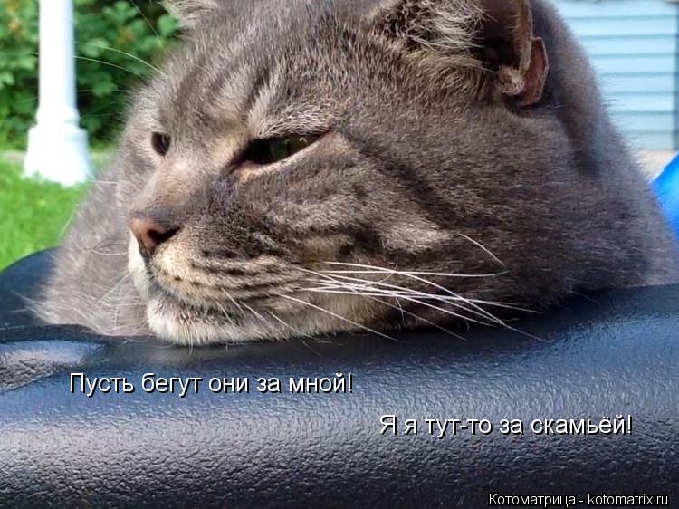 Пусть бегут они за мной! Я я тут-то за скамьёй!... Котоматрица: Пусть бегут они за мной! Я я тут-то за скамьёй!