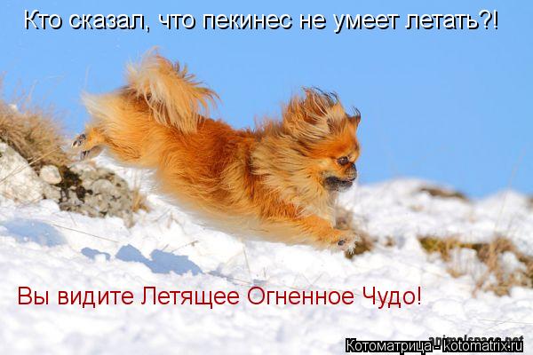 Кто сказал, что пекинес не умеет летать?! Вы видите Летящее Огненное Чудо!... Котоматрица: Кто сказал, что пекинес не умеет летать?! Вы видите Летящее Огненное Чудо!